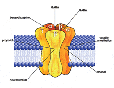 Gaba is one of the best supplements for deep sleep | The Top 12 Natural Supplements For Deep Sleep, theenergyblueprint.com