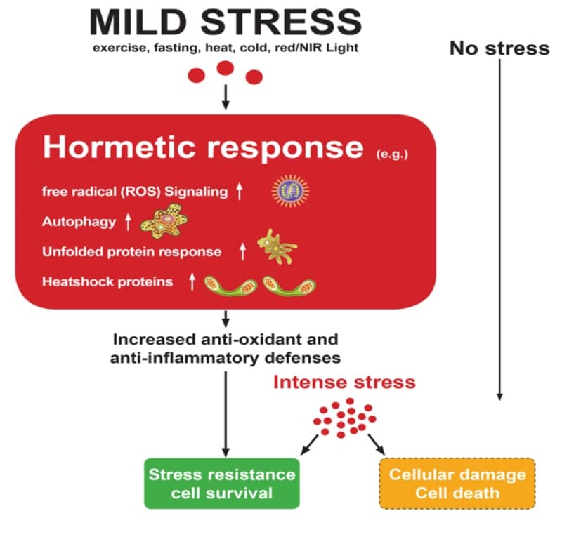 How stress affect the body - red light