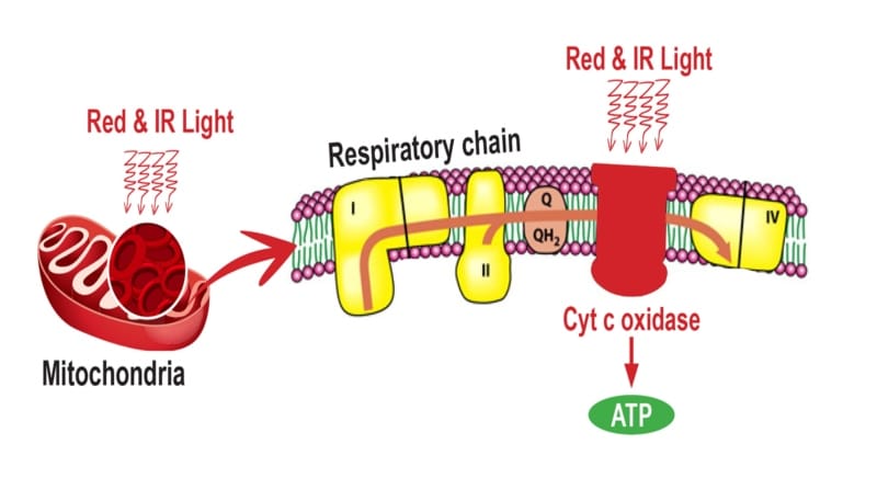 Red light therapy - impact on ATP production