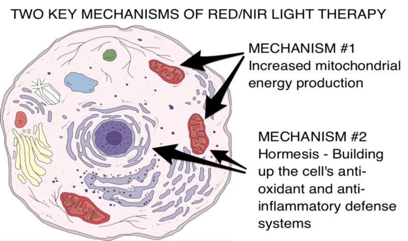Two key mechanisms of near infrared and red light therapy